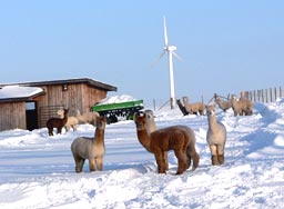 Alpakas im Winter