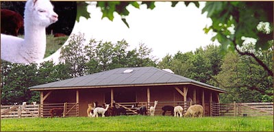W ten sposób zaczelismy w roku 1999 hodowle Alpak w Langenwolmsdorfu