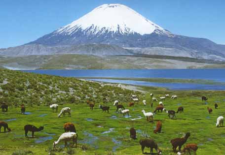 South America - Home of the Alpaca