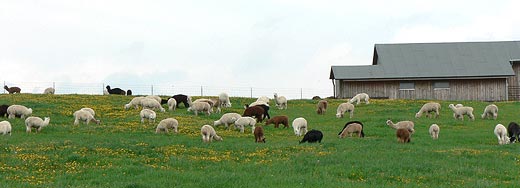 Alpaka-Zuchttiere